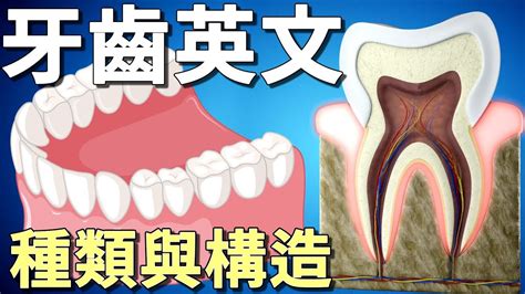 牙齒 單數|TOOTH中文(繁體)翻譯：劍橋詞典